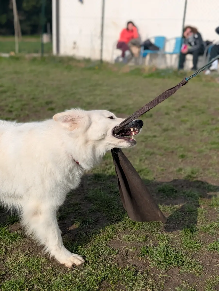 Immagine 7 dell’articolo