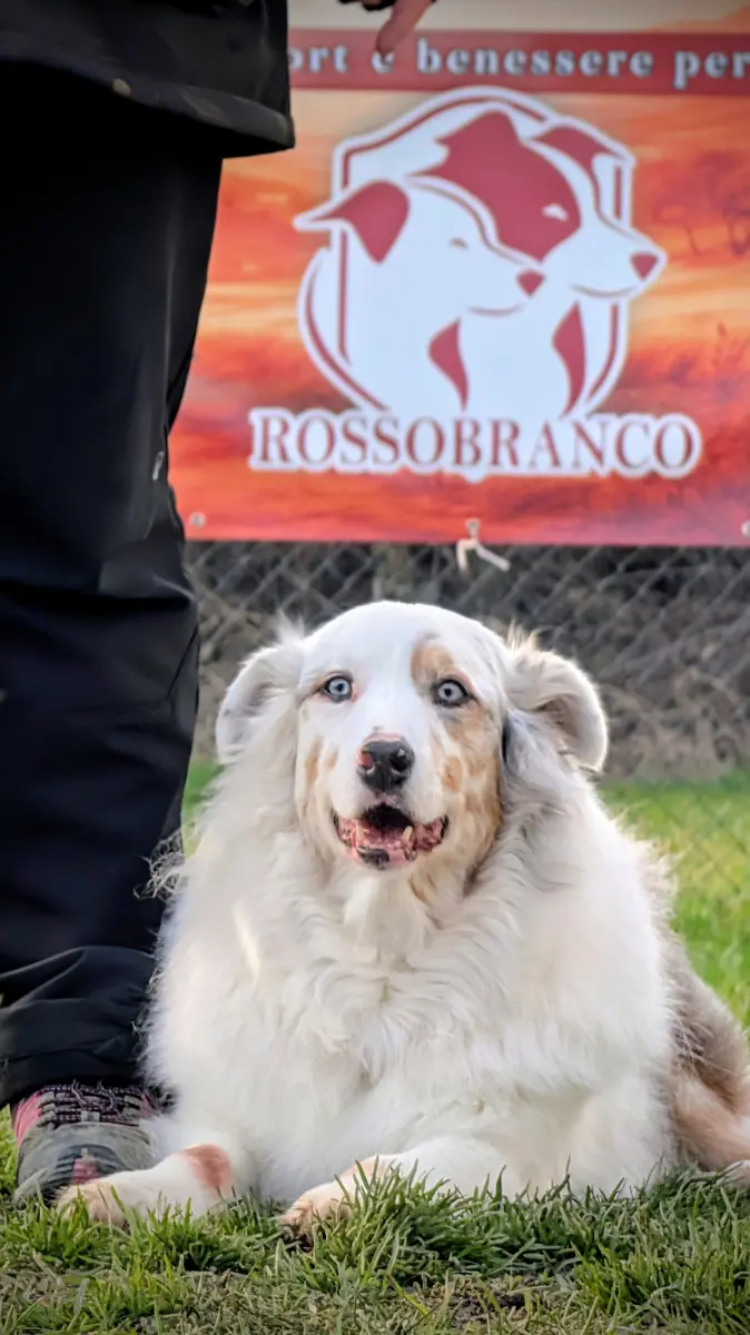 Immagine 4 dell’articolo