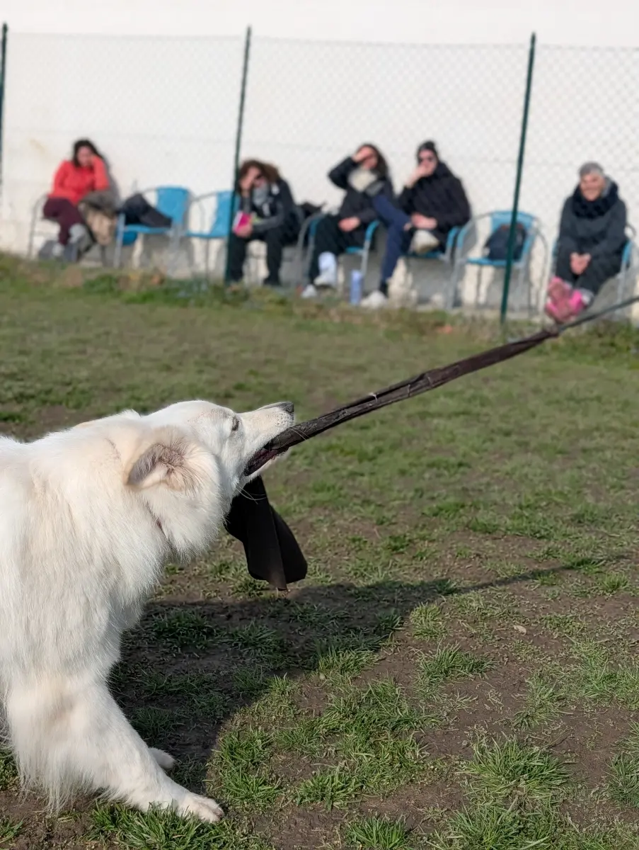 Immagine 8 dell’articolo